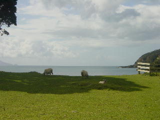 het blijft een mooi gezicht om tot aan het strand schapen op het gras te zien lopen