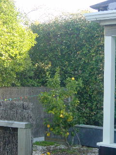 de citroenen boom achter in de tuin zit helemaal vol met vruchten !