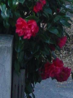 aan de voorkant van het huis bij de trap naar de auto's staat een struik in bloei (wie helpt me.... wat is het ?)
