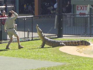 een krokodillen show in de Australian Zoo